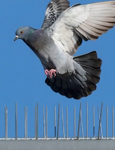 piege-pigeon